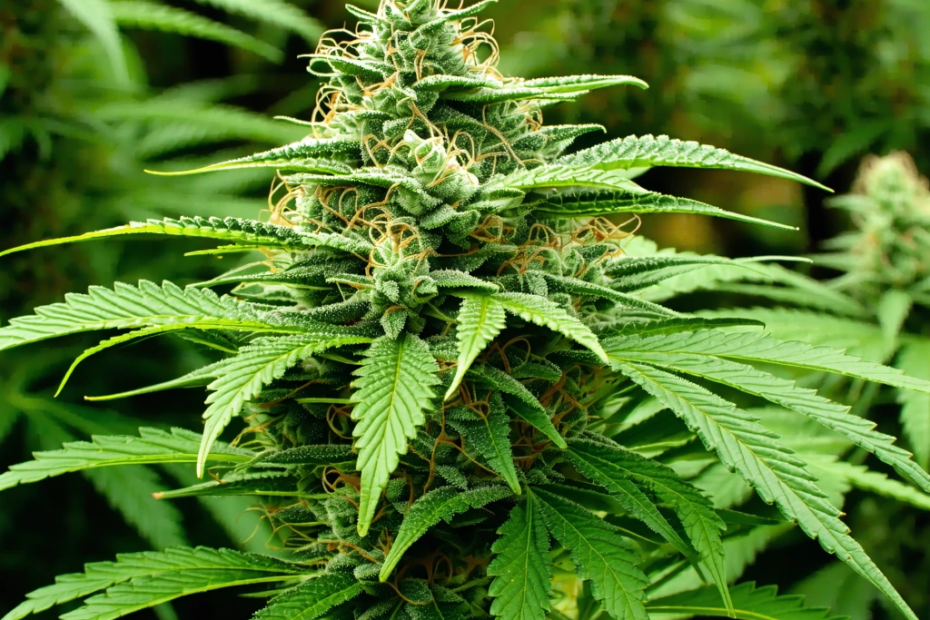 Kako Legalizacija Kanabisa Mijenja Svijet: Iznenađujući Utjecaji na Zdravlje i Društvo