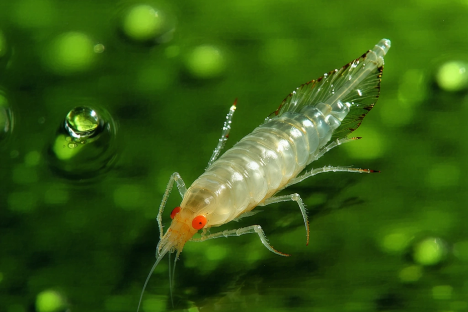 Prirodna Rješenja za Zelenilo u Vodama: Kako Priroda Sama Čisti Alge
