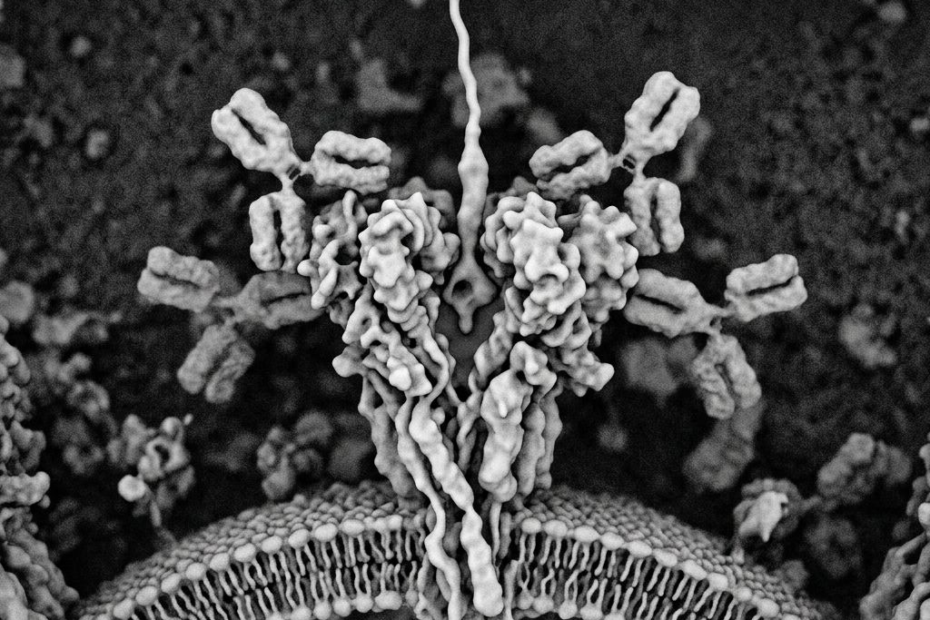 Virus Andes skriva ključni ulaz u ćeliju u dubokom džepu